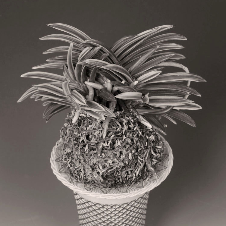 2025四国富貴蘭会